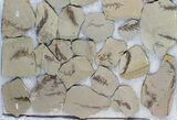 Lot: Small Metasequoia (Dawn Redwood) Fossils - Pieces #78071-1
